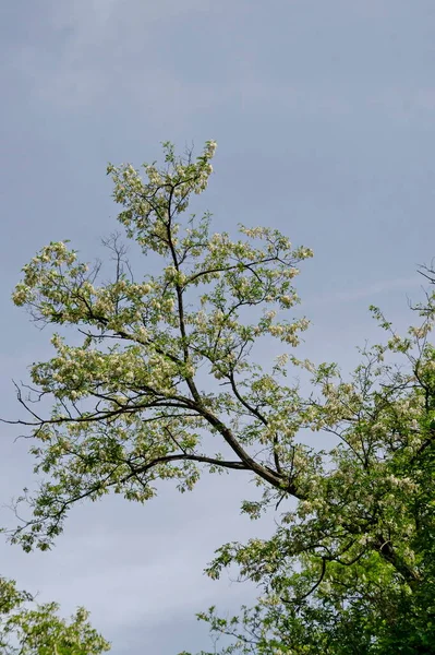 Branch Fresh Bloom Acacia Tree Common Locust Flower Park — стоковое фото