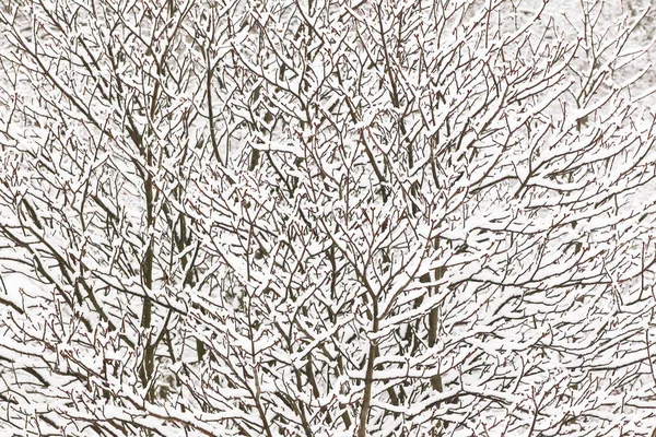 Tekstura Gałęzi Pokrytych Śniegiem — Zdjęcie stockowe