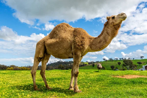 Camel Emu Nature — Stock Photo, Image