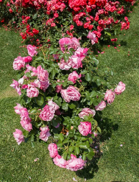 amazing roses growing in the garden