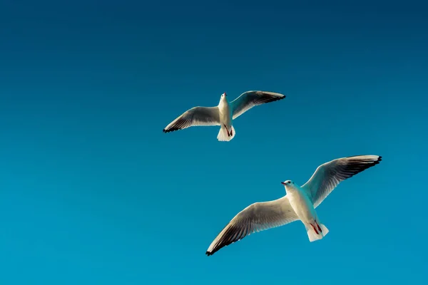 Gaivota Voando Azul Céu — Fotografia de Stock