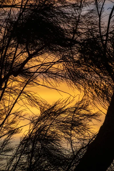 Silueta Pobřežních Jehličnatých Větví Proti Oranžové Obloze Západu Slunce — Stock fotografie
