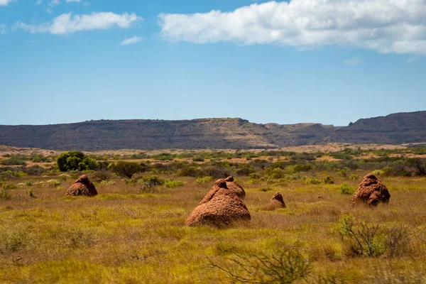 Termite Monta Arbusto Árido Paisagem Austrália Ocidental — Fotografia de Stock