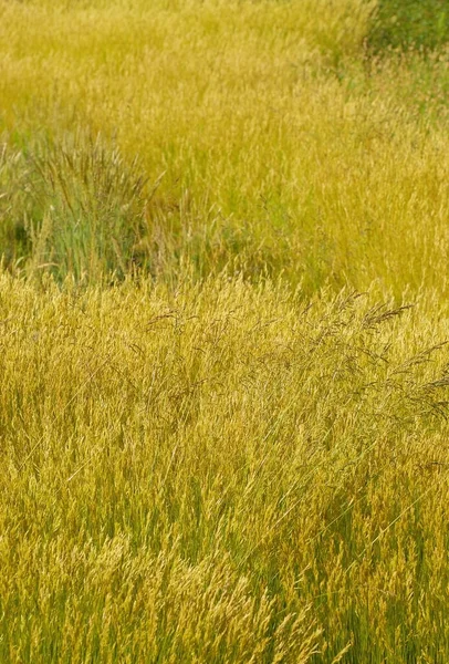 背景に美しい草の完全なフレームショット — ストック写真