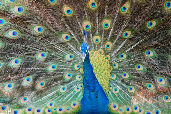 Птица Павлин Разноцветным Хвостом — стоковое фото
