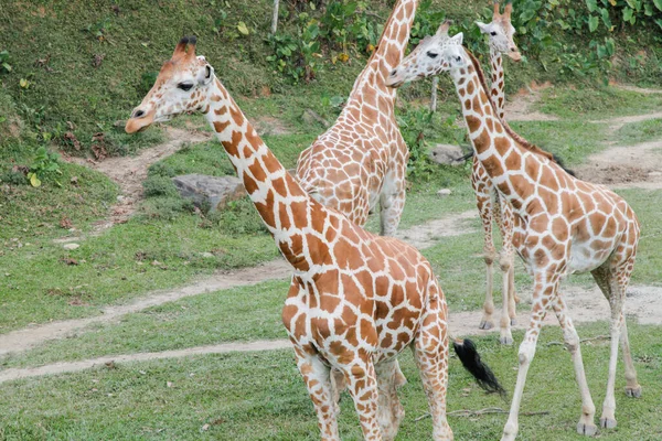 Giraffa Nella Giungla Dei Safari — Foto Stock