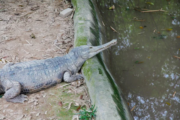 马来西亚人Gharial鳄鱼近身 — 图库照片
