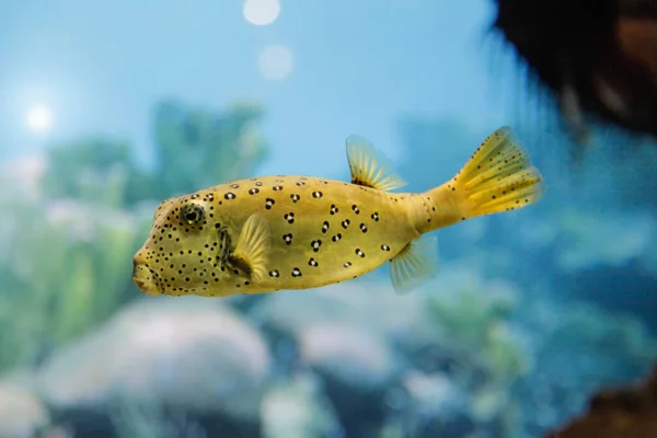 Gelbe Kastenfische Aus Nächster Nähe — Stockfoto