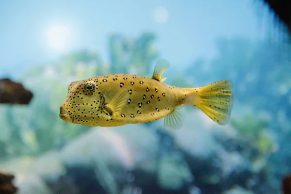 Ikan Kotak Kuning Menakjubkan Konsep Dunia Bawah Air — Stok Foto