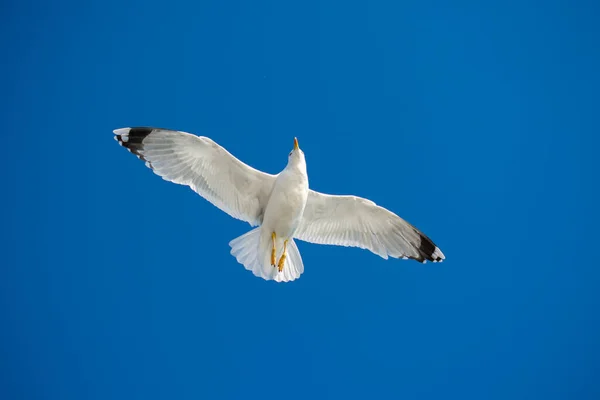 Gaivota Única Voando Azul Céu — Fotografia de Stock