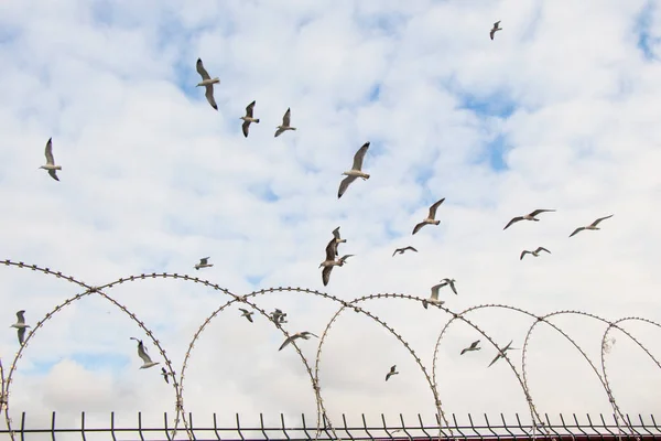 成群的鸟儿飞过栅栏在天空中飞翔 — 图库照片