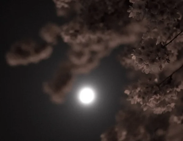 Bulutlarda Olan Gece Gökyüzü Astroloji Bilimi Doğal Uydu — Stok fotoğraf