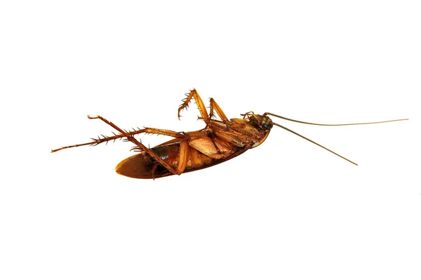 Dead Cockroach Have Germs — Stock Photo, Image