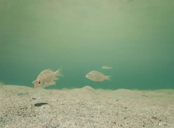 Baby Fish Swimming Sandy Sea Floor — Foto Stock