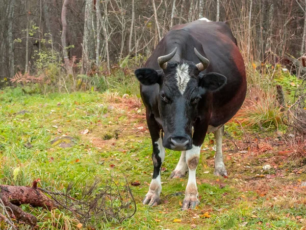 Μαύρη Αγελάδα Περιπλανήθηκε Στο Δάσος — Φωτογραφία Αρχείου