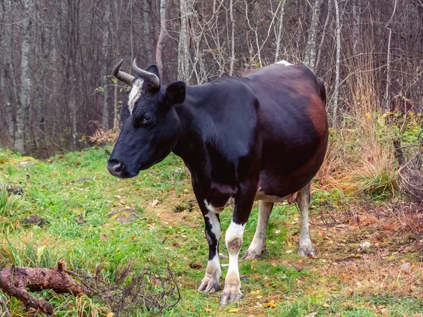Μαύρη Αγελάδα Περιπλανήθηκε Στο Δάσος — Φωτογραφία Αρχείου