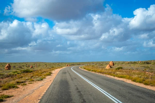 Термит Гуляет Пустой Дороге Западной Австралии Недалеко Эксмута Время Заката — стоковое фото