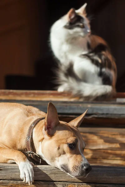 犬は猫の近くの階段に横たわっている — ストック写真