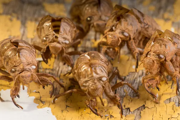 Close View Brown Bugs — Stock Photo, Image