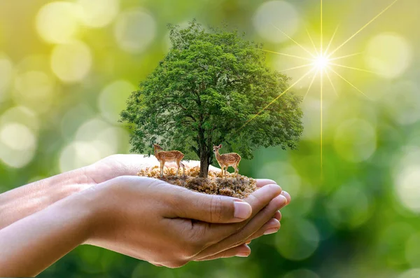 Árvore Nas Mãos Árvores Cultivando Mudas Bokeh Verde Fundo Feminino — Fotografia de Stock