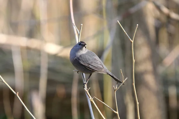 Doğal Ortamdaki Kuşun Yakın Görüntüsü — Stok fotoğraf