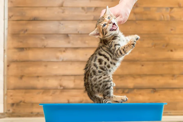 Concept Photo Teaching Kitten Toilet Tray — Stock Photo, Image