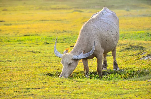 Buffalo Golden Light Meadow Buffalo Herd — Stock Photo, Image