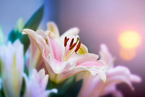 Pink Lilly Garden Tone Color Pink Lilly Flowers Shallow Dof — Stock Photo, Image