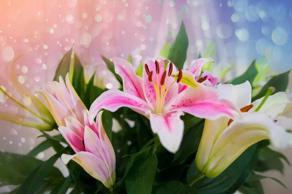 Bahçede Pembe Zambak Ton Pembe Lilly Çiçekleri Sığ Dof — Stok fotoğraf