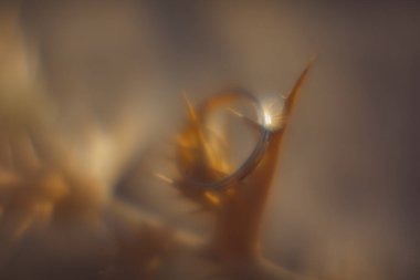 Ağaç dalında Matte makro altın yüzük