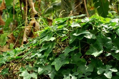 Kabak yakın görünümü