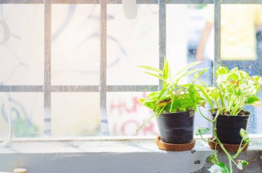 Pencere kenarındaki saksılarda küçük yeşil bitkiler