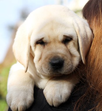 Golden Retriever yavru