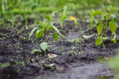 Young seedlings planted in the garden 