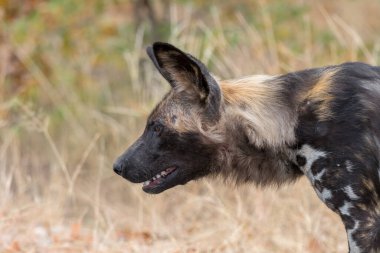 Boyalı köpek olarak da adlandırılan vahşi köpeğin yakın çekim
