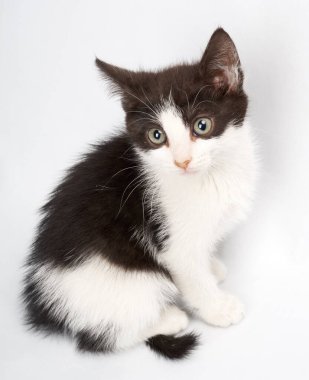 Beyaz arka planda küçük bir kedi yavrusu