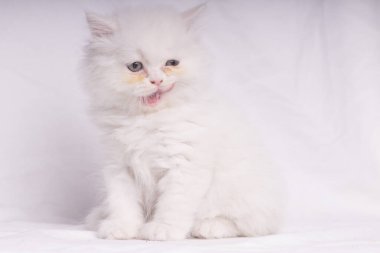 Beyaz İran kedisi yere yatmış kameraya bakıyor.