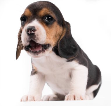 Tüm vücudun portresi. Küçük köpek yavrusu kameraya bakıyor. 