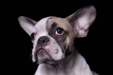 Yakın plan Fransız bulldog portresi. Soldaki izole edilmiş siyah resme bakıyor.