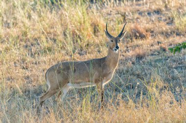 Çimlerin arasında, geriye doğru bakan 