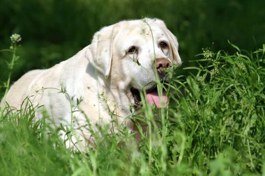 Yazın labrador av köpeği