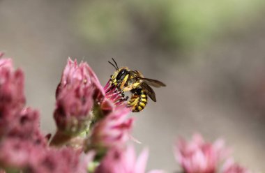 Anthidyum manicatum, yaygın olarak Avrupa yün kardet arı denir