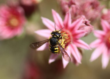 Anthidyum manicatum, yaygın olarak Avrupa yün kardet arı denir