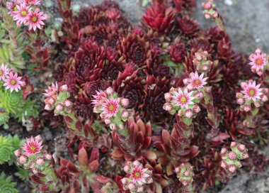 Yaygın Houseleek (Sempervivum tectorum) çiçeği, aynı zamanda Tavuk ve Piliçler olarak da bilinir, ilkbaharda çiçek açar.
