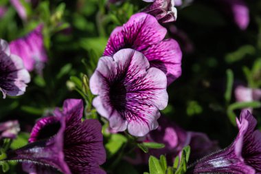 Güzel çiçeklerin güzel manzarasını kapat.