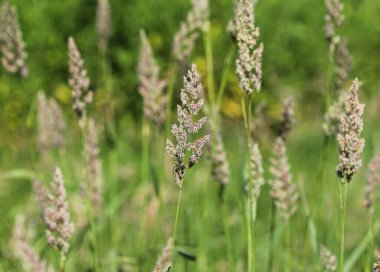 Dactylis glomerata, horoz ayağı, meyve bahçesi otu veya kedi otu olarak da bilinir