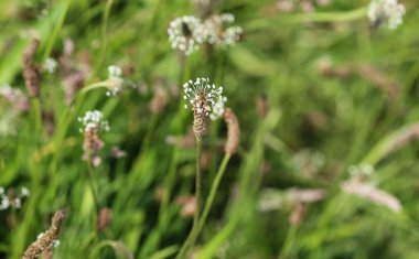 Bitki lanceolata, yaygın isimleriyle kaburga otu, ince yaprak muz, İngiliz muz ve ribleaf olarak bilinir.