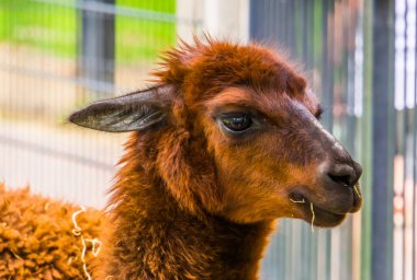 Bir tarlada duran Alpaca