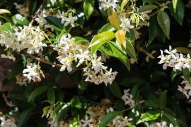 Trachelospermum Jasminoides, Konfederasyon yasemin, Güney yasemin, Yıldız yasemin, Konfederasyon Yasemin ve Çin yıldızı Jasmine, bahçede çiçek açarlar.