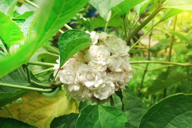 Beyaz çiçek. yakın çekim görünümü